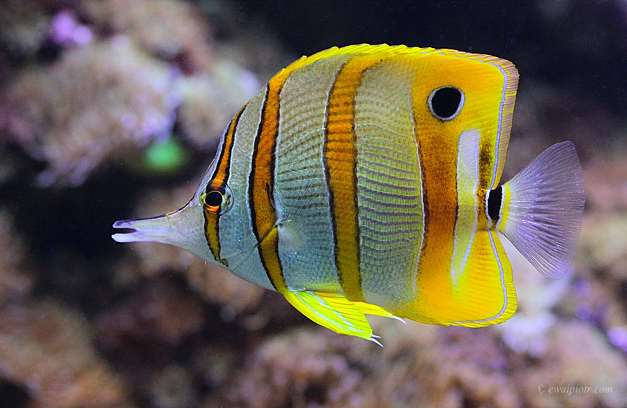 Oceanarium Gdynia