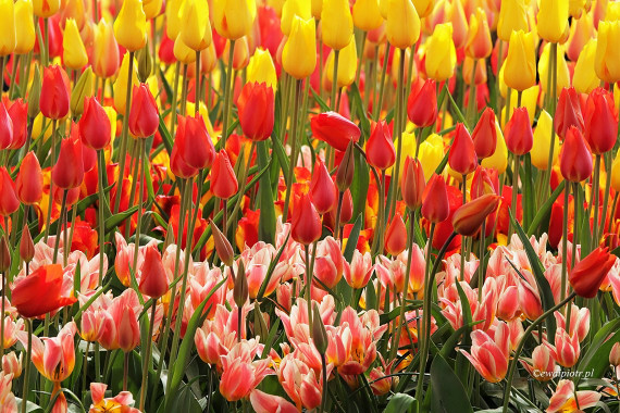 <span id="wp-image-11263" class="exif"><span class="aperture">Przysłona: ƒ/8 <span class="focal_length">Ogniskowa: 200mm <span class="iso">Czułość ISO: 400 <span class="shutter_speed">Czas naświetlania: 1/250s </span>