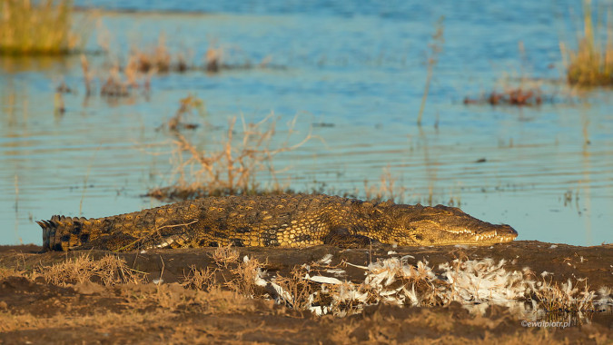 <span id="wp-image-26432" class="exif"><span class="aperture">Przysłona: ƒ/8 <span class="focal_length">Ogniskowa: 400mm <span class="iso">Czułość ISO: 800 <span class="shutter_speed">Czas naświetlania: 1/800s </span>