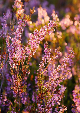 <span id="wp-image-1941" class="exif"><span class="aperture">Przysłona: ƒ/8 <span class="focal_length">Ogniskowa: 105mm <span class="iso">Czułość ISO: 160 <span class="shutter_speed">Czas naświetlania: 1/15s </span>