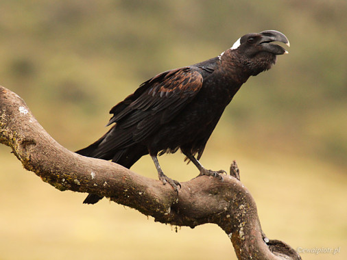 <span id="wp-image-4462" class="exif"><span class="aperture">Przysłona: ƒ/5.6 <span class="focal_length">Ogniskowa: 400mm <span class="iso">Czułość ISO: 1250 <span class="shutter_speed">Czas naświetlania: 1/320s </span>