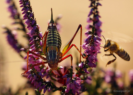 <span id="wp-image-5176" class="exif"><span class="aperture">Przysłona: ƒ/8 <span class="focal_length">Ogniskowa: 150mm <span class="iso">Czułość ISO: 320 <span class="shutter_speed">Czas naświetlania: 1/250s </span>