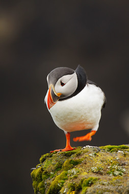 <span id="wp-image-6512" class="exif"><span class="aperture">Przysłona: ƒ/8 <span class="focal_length">Ogniskowa: 400mm <span class="iso">Czułość ISO: 200 <span class="shutter_speed">Czas naświetlania: 1/200s </span>