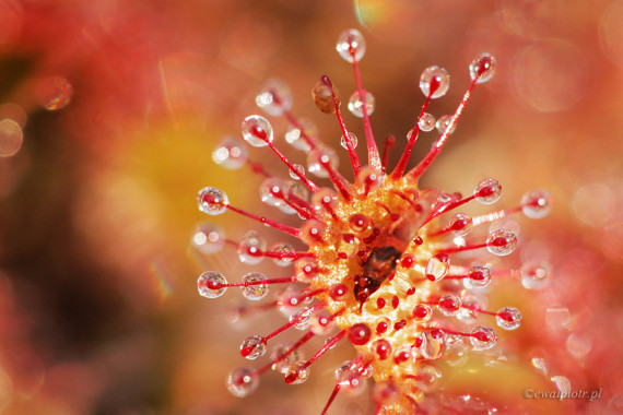 <span id="wp-image-8371" class="exif"><span class="aperture">Przysłona: ƒ/4.5 <span class="focal_length">Ogniskowa: 150mm <span class="iso">Czułość ISO: 1600 <span class="shutter_speed">Czas naświetlania: 1/500s </span>