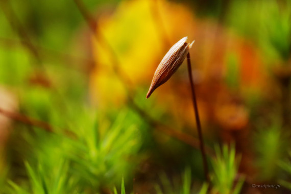 <span id="wp-image-11496" class="exif"><span class="aperture">Przysłona: ƒ/8 <span class="focal_length">Ogniskowa: 70mm <span class="iso">Czułość ISO: 1600 <span class="shutter_speed">Czas naświetlania: 1/400s </span>