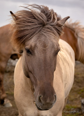 <span id="wp-image-11396" class="exif"><span class="aperture">Przysłona: ƒ/4 <span class="focal_length">Ogniskowa: 66mm <span class="iso">Czułość ISO: 400 <span class="shutter_speed">Czas naświetlania: 1/500s </span>