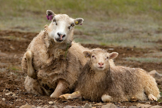 <span id="wp-image-11395" class="exif"><span class="aperture">Przysłona: ƒ/7.1 <span class="focal_length">Ogniskowa: 169mm <span class="iso">Czułość ISO: 800 <span class="shutter_speed">Czas naświetlania: 1/250s </span>