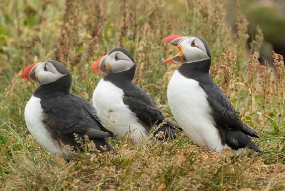 <span id="wp-image-11403" class="exif"><span class="aperture">Przysłona: ƒ/8 <span class="focal_length">Ogniskowa: 300mm <span class="iso">Czułość ISO: 1000 <span class="shutter_speed">Czas naświetlania: 1/400s </span>