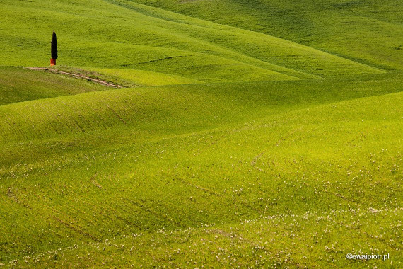 Zielone wzgórza Toskanii