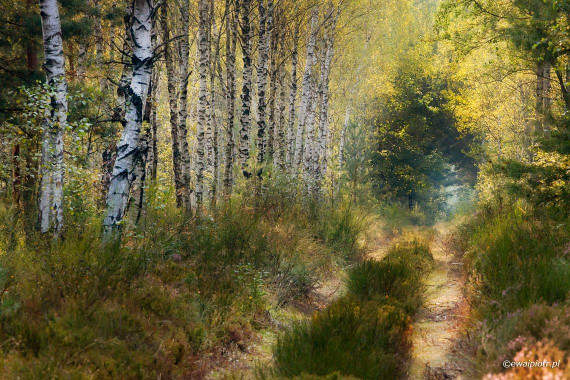 <span id="wp-image-13411" class="exif"><span class="aperture">Przysłona: ƒ/11 <span class="focal_length">Ogniskowa: 200mm <span class="iso">Czułość ISO: 800 <span class="shutter_speed">Czas naświetlania: 1/100s </span>