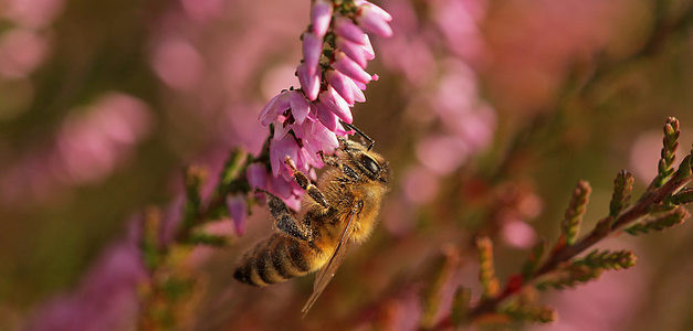 <span id="wp-image-14577" class="exif"><span class="aperture">Przysłona: ƒ/5.6 <span class="focal_length">Ogniskowa: 150mm <span class="iso">Czułość ISO: 400 <span class="shutter_speed">Czas naświetlania: 1/250s </span>