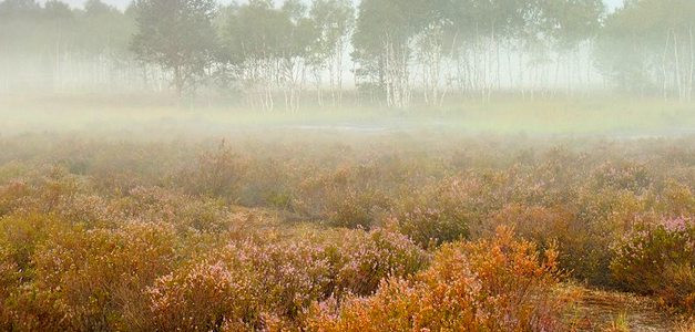 Wrzosowa Kraina, sierpień 2018