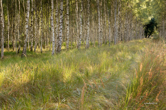 <span id="wp-image-16891" class="exif"><span class="aperture">Przysłona: ƒ/11 <span class="focal_length">Ogniskowa: 50mm <span class="iso">Czułość ISO: 400 <span class="shutter_speed">Czas naświetlania: 1/20s </span>