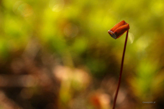 <span id="wp-image-16969" class="exif"><span class="aperture">Przysłona: ƒ/8 <span class="focal_length">Ogniskowa: 70mm <span class="iso">Czułość ISO: 1600 <span class="shutter_speed">Czas naświetlania: 1/500s </span>