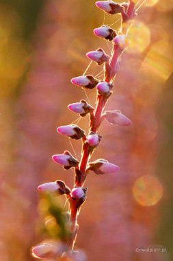 <span id="wp-image-16967" class="exif"><span class="aperture">Przysłona: ƒ/8 <span class="focal_length">Ogniskowa: 150mm <span class="iso">Czułość ISO: 1600 <span class="shutter_speed">Czas naświetlania: 1/100s </span>