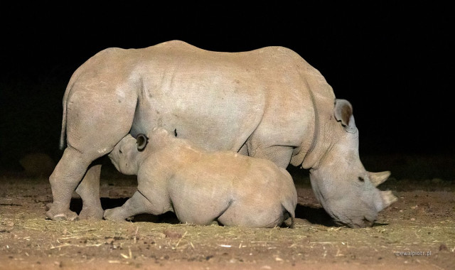 Nosorożyca i nosorożątko, Namibia
