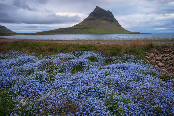 Kirkjufell i fioletowe kwiaty, Islandia