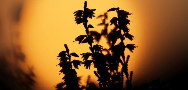 <span id="wp-image-17573" class="exif"><span class="aperture">Przysłona: ƒ/4 <span class="focal_length">Ogniskowa: 150mm <span class="iso">Czułość ISO: 200 <span class="shutter_speed">Czas naświetlania: 1/6400s </span>