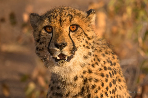 Gepard z farmy, Namibia