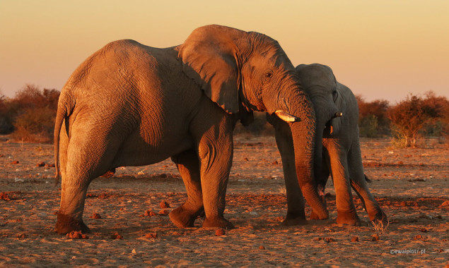 Słonie z parku Etosza, Namibia