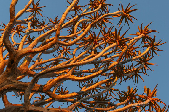 Drzewo kończanowe, Namibia