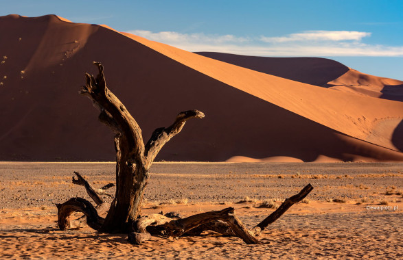 Drzewo i pustynia Namib, Namibia