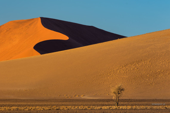 Wydma i drzewo, Namibia