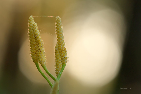 <span id="wp-image-19641" class="exif"><span class="aperture">Przysłona: ƒ/8 <span class="focal_length">Ogniskowa: 150mm <span class="iso">Czułość ISO: 640 <span class="shutter_speed">Czas naświetlania: 1/80s </span>