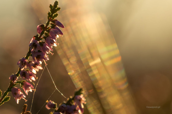 <span id="wp-image-19642" class="exif"><span class="aperture">Przysłona: ƒ/8 <span class="focal_length">Ogniskowa: 150mm <span class="iso">Czułość ISO: 640 <span class="shutter_speed">Czas naświetlania: 1/1000s </span>