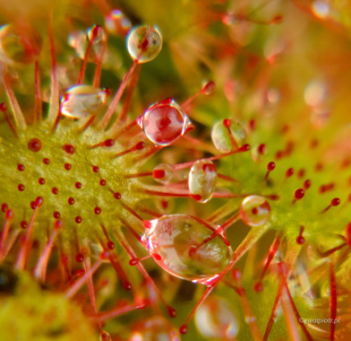 <span id="wp-image-19640" class="exif"><span class="aperture">Przysłona: ƒ/11 <span class="focal_length">Ogniskowa: 150mm <span class="iso">Czułość ISO: 3200 <span class="shutter_speed">Czas naświetlania: 1/80s </span>