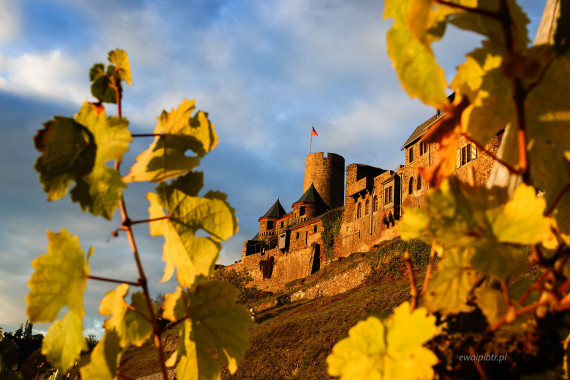 Zamek Thurant przez winorośl, Złoto Renu, fotowyprawa
