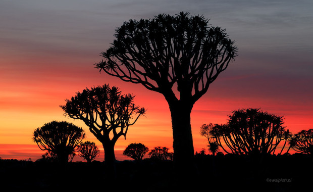 Niebo nad lasem drzew kołczanowych, Namibia