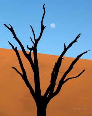 Księżyc nad Deadvlei, Namibia