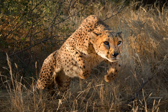 Bliskie spotkanie z gepardem, Namibia