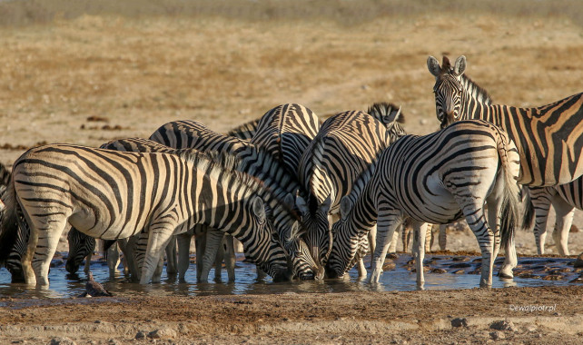 Zebry w Etoszy, Namibia