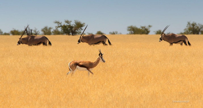 Antylopy w Etoszy, Namibia