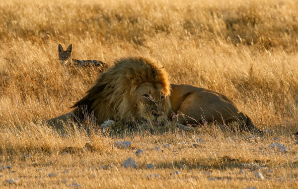 Lew i szakal, Namibia