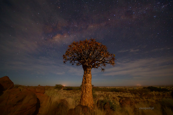 Drzewo kołczanowe i gwiazdy, Namibia