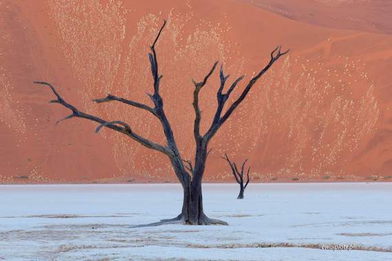 Dwie martwe akacje, Deadvlei, Namibia