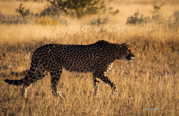 Spacer geparda, Namibia