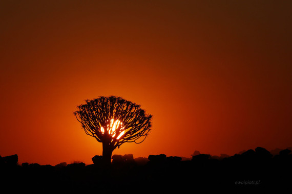 Drzewo kołczanowe i zachód słońca, Namibia
