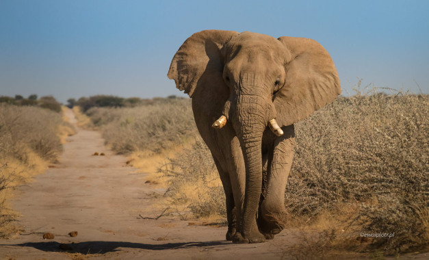 Nieco zirytowany słoń, Namibia
