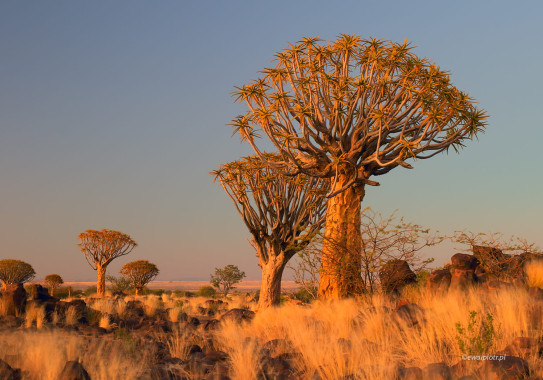 Drzewa kołczanowe przed świtem, Namibia