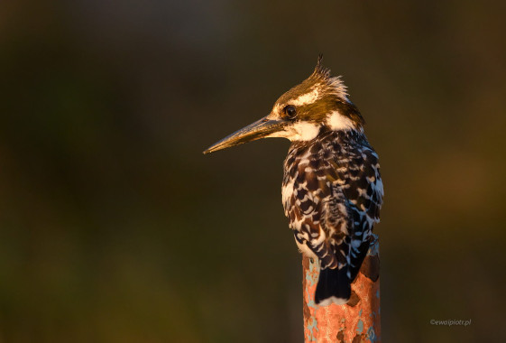 <span id="wp-image-26467" class="exif"><span class="aperture">Przysłona: ƒ/5.6 <span class="focal_length">Ogniskowa: 280mm <span class="iso">Czułość ISO: 800 <span class="shutter_speed">Czas naświetlania: 1/400s </span>