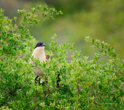 <span id="wp-image-26469" class="exif"><span class="aperture">Przysłona: ƒ/8 <span class="focal_length">Ogniskowa: 400mm <span class="iso">Czułość ISO: 400 <span class="shutter_speed">Czas naświetlania: 1/100s </span>