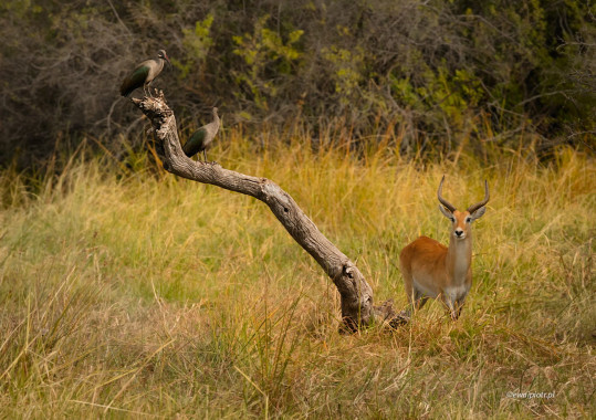 <span id="wp-image-26453" class="exif"><span class="aperture">Przysłona: ƒ/8 <span class="focal_length">Ogniskowa: 400mm <span class="iso">Czułość ISO: 800 <span class="shutter_speed">Czas naświetlania: 1/640s </span>