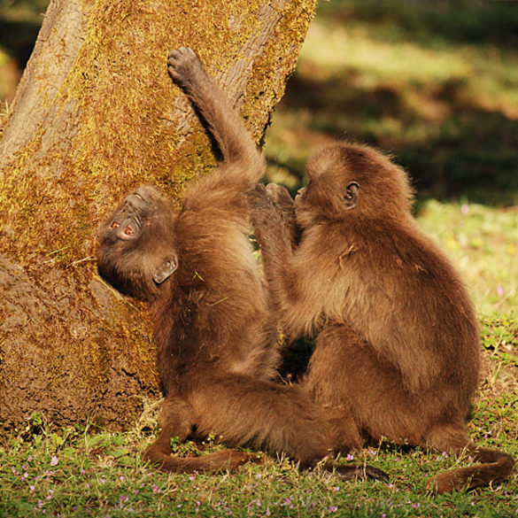 Dżelady w Etiopii, Góry Semien, dwie młode małpy