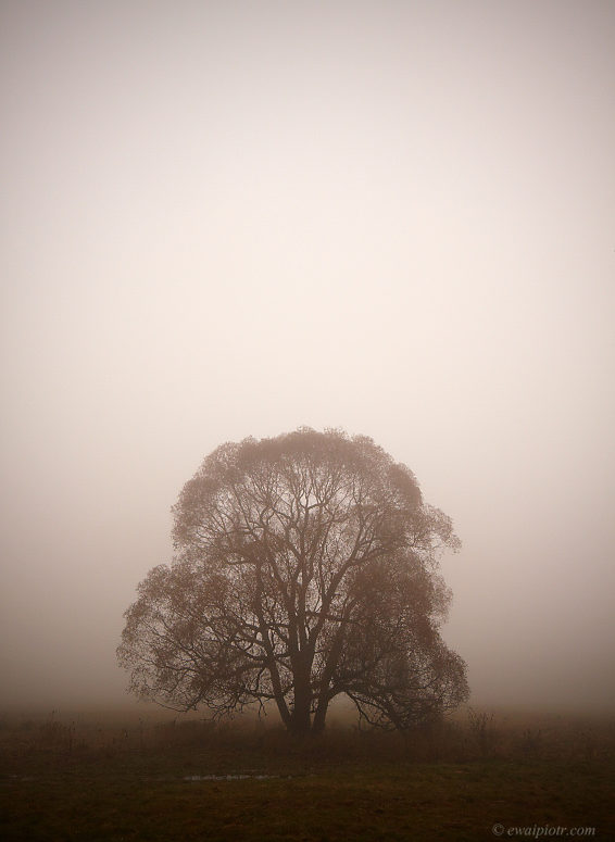 Drzewo we mgle, sepia