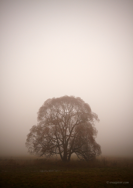 Drzewo we mgle