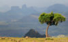 Etiopia, Góry Semien, Drzewo i góry